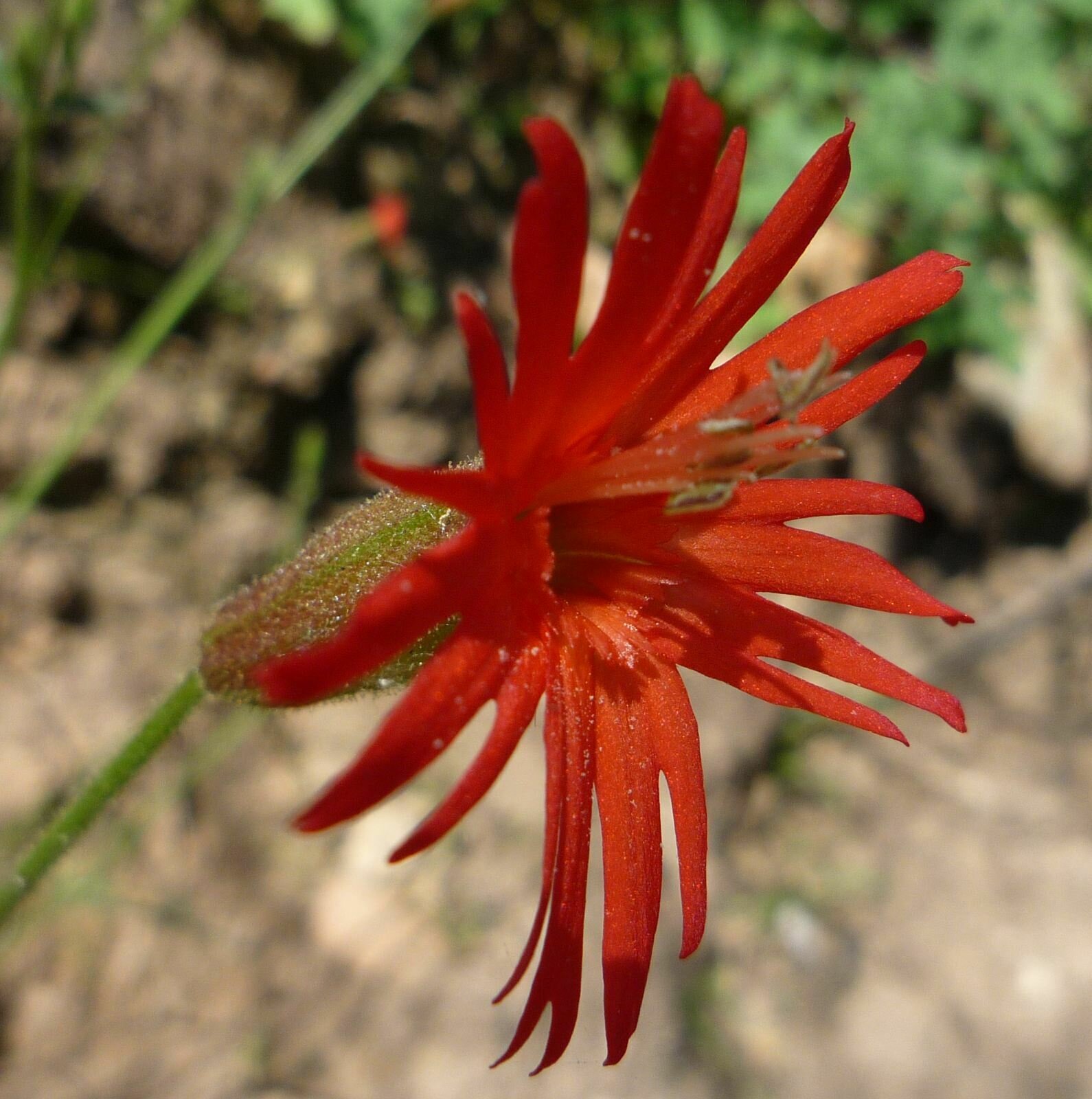 High Resolution Silene laciniata Flower
